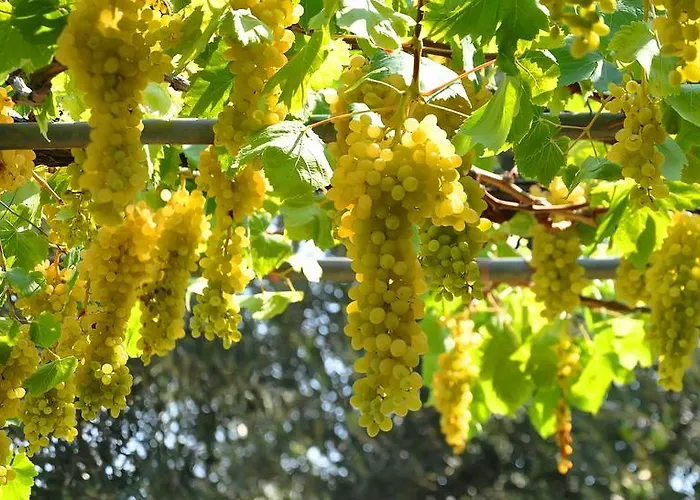 Aris * Ajía Paraszkeví